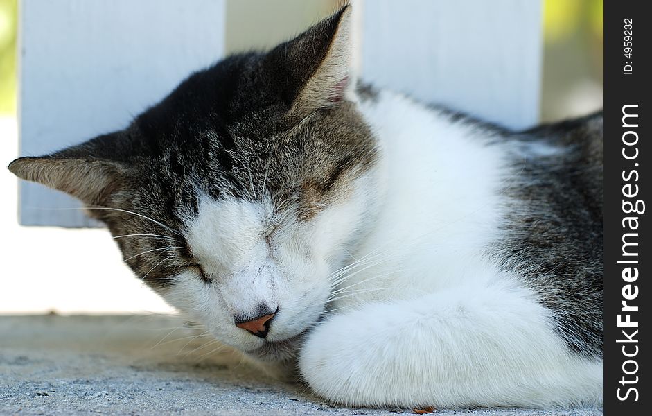 The cat is having a nap at noon in Key West, Florida. The cat is having a nap at noon in Key West, Florida.