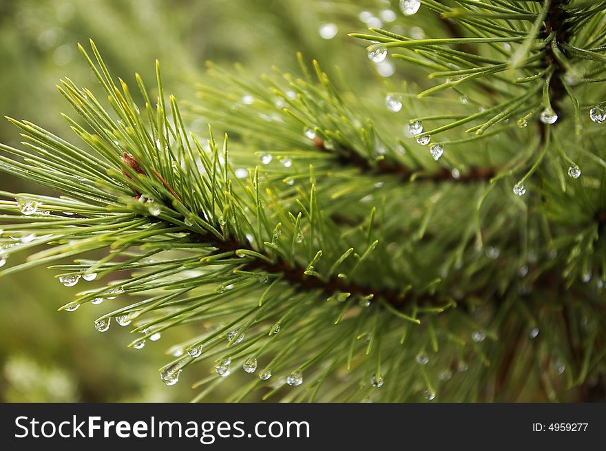 Drops of the water on the pine tree