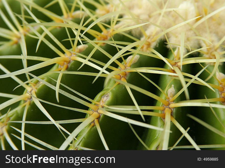 Cactus close up with serrated ivory thorns.