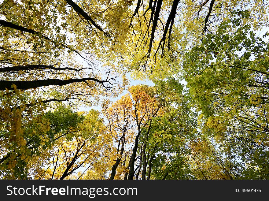 Bright picture of colorful autumn trees in the park. Bright picture of colorful autumn trees in the park