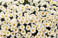 Chrysanthemum Stock Photography Chrysanthemum Stock Photography