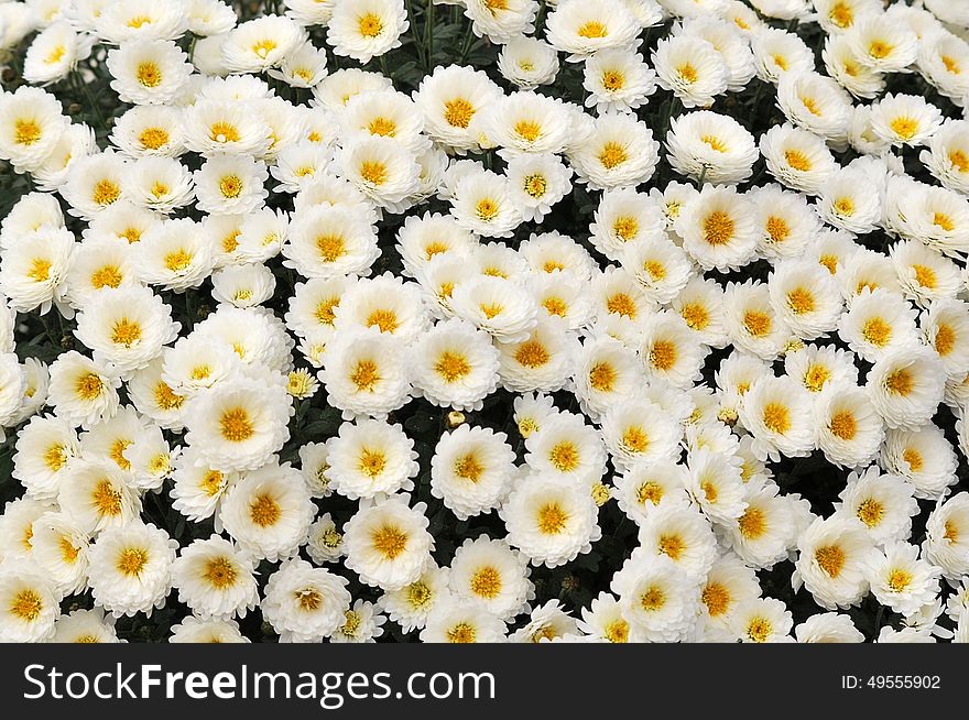 Chrysanthemum - autumn bouquet of flowers