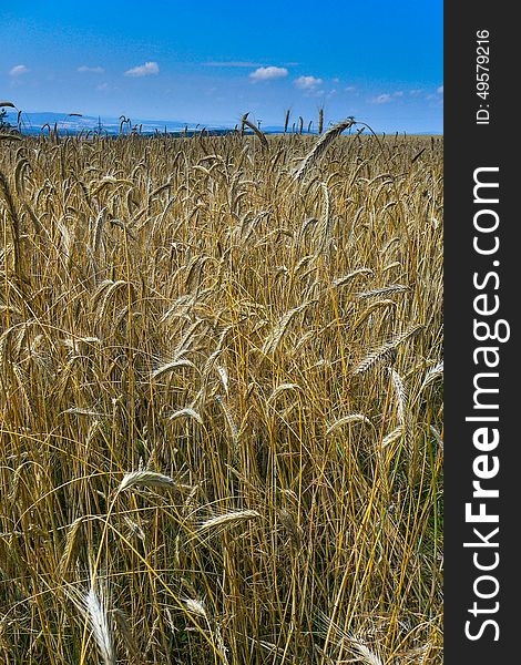 Golden grain land with blue sky