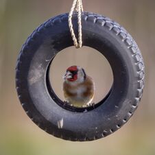Goldfinch In Tire Royalty Free Stock Photography