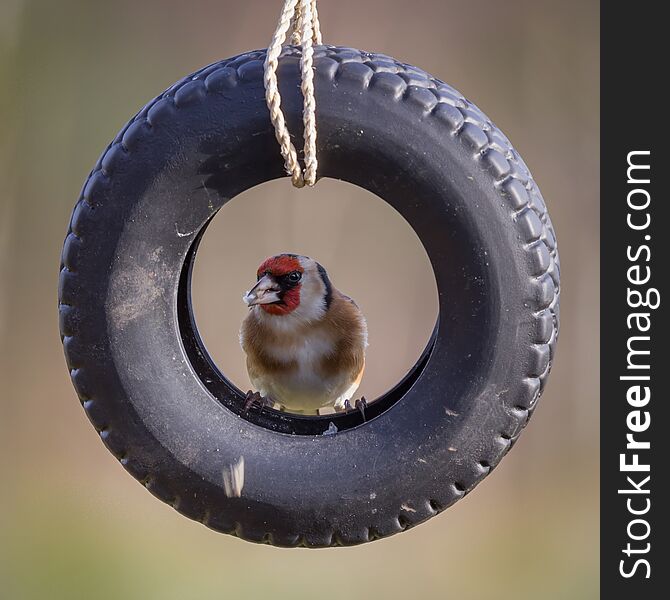 European Goldfinch perched in a hanging wheelbarrow tyre tire. European Goldfinch perched in a hanging wheelbarrow tyre tire