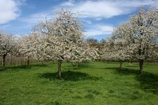 Blossoming Trees Stock Images