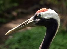 Heron Stock Images