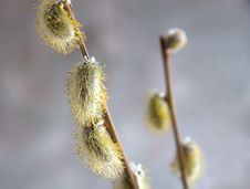 Pussy-willow Royalty Free Stock Images