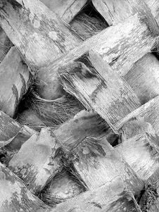 Palm Tree Background Texture Royalty Free Stock Photos