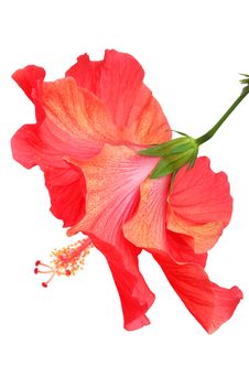 Beautiful Red Hibiscus Royalty Free Stock Images
