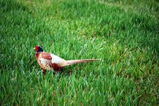 Pheasant Stock Photo Pheasant Stock Photo
