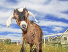 Cute Baby Goat Royalty Free Stock Photos Cute Baby Goat Royalty Free Stock Photos
