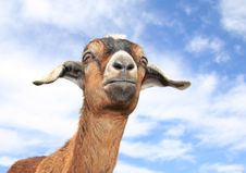 Cute Baby Goat Stock Photography Cute Baby Goat Stock Photography