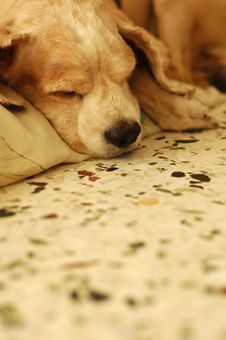 Tired Cocker Spaniel Stock Photography Tired Cocker Spaniel Stock Photography