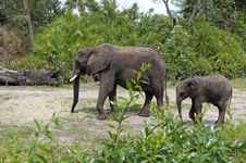 Elephants Stock Image Elephants Stock Image