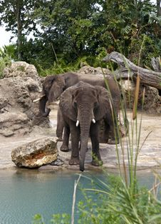 Two Elephants By Stream Royalty Free Stock Photos Two Elephants By Stream Royalty Free Stock Photos
