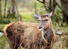 Red Deer Stag Sticking Tongue Out Stock Images Red Deer Stag Sticking Tongue Out Stock Images
