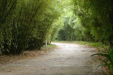 Alley And Bamboo Royalty Free Stock Photos