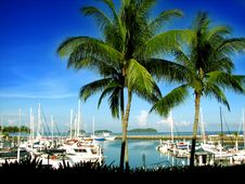 Yachts With Coconut Trees Royalty Free Stock Image Yachts With Coconut Trees Royalty Free Stock Image