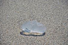Closeup Of Beached Clear Jellyfish Royalty Free Stock Photography Closeup Of Beached Clear Jellyfish Royalty Free Stock Photography