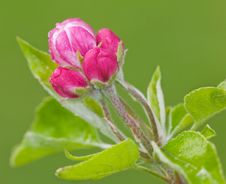 Raindrop Covered Pink Spring Buds Stock Photography