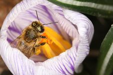 Bee Inside The Crocus Royalty Free Stock Photo Bee Inside The Crocus Royalty Free Stock Photo