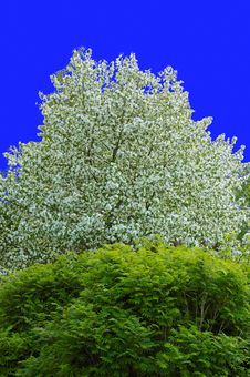 Blooming Apple Tree Royalty Free Stock Image Blooming Apple Tree Royalty Free Stock Image
