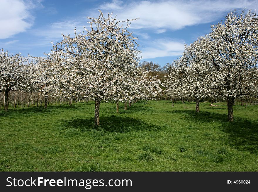 Spring image. A meadow with blossoming apple trees. Spring image. A meadow with blossoming apple trees.