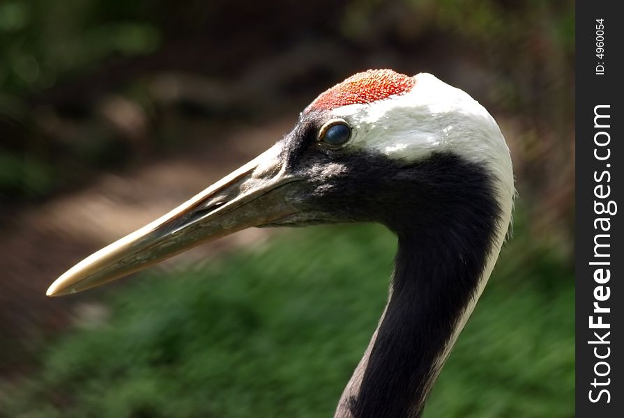 Great Red Head Heron. Please, check out my another images.