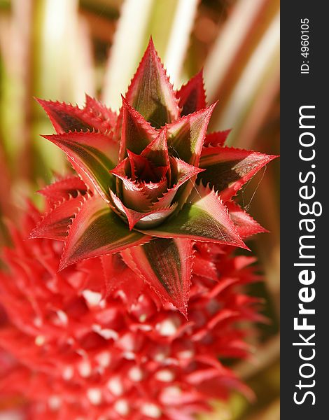 Ornamental Red Pineapple close up.