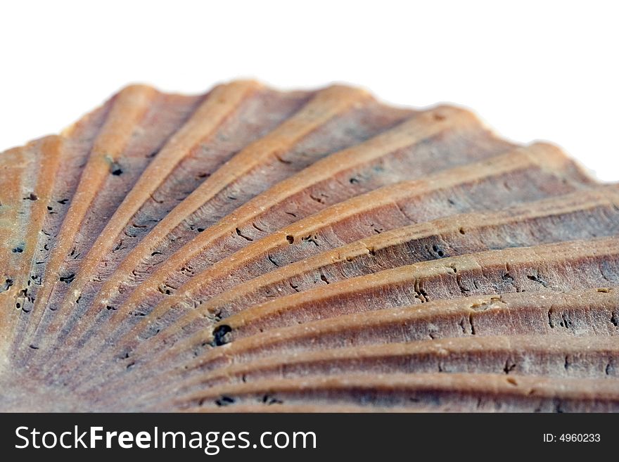 Close up of a seashell isolated on a white background