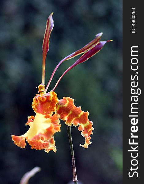 Flower of Orchid Papilio oncidium