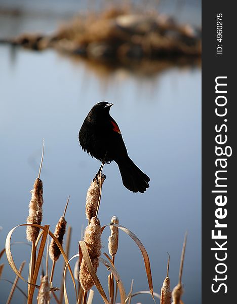 Agelaius phoeniceus (red-wing blackbird) sitting on cat-tails