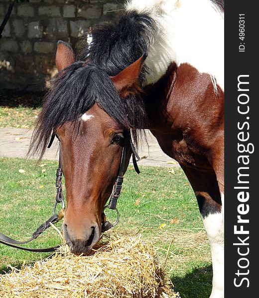 Small brown horse eating hay