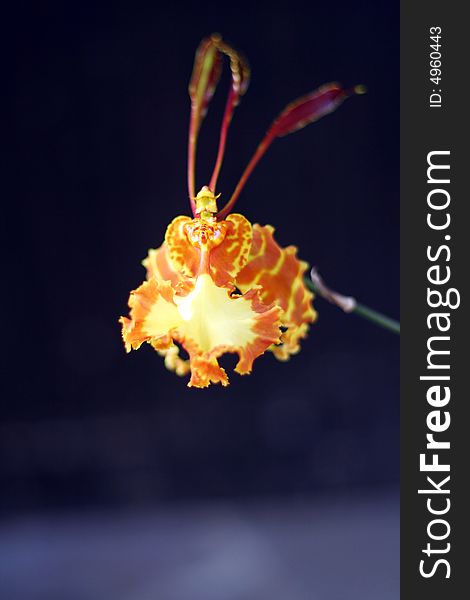 Flower of Orchid Oncidium Papilio. Flower of Orchid Oncidium Papilio