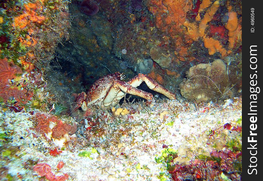 A crab catched in his hole, mexico. A crab catched in his hole, mexico