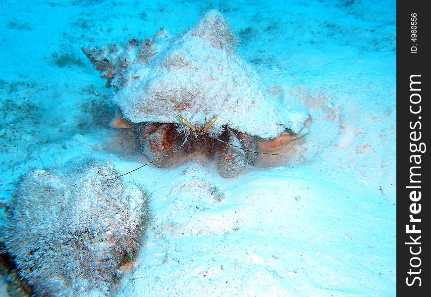 Two nice shell crabs on the sand of cozumel