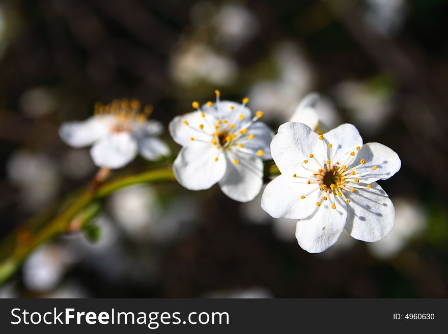 Close - up of almond tree blooming. Close - up of almond tree blooming.