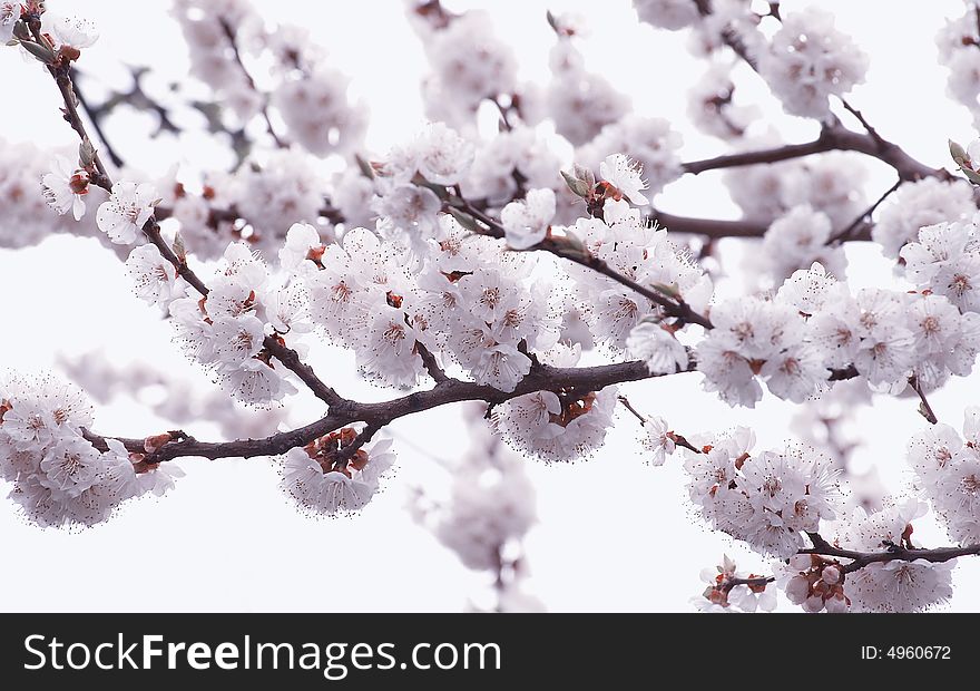Blossom Cherrie