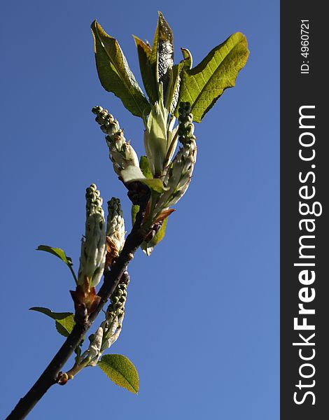 Blooming tree branch over clear blue sky. Blooming tree branch over clear blue sky.
