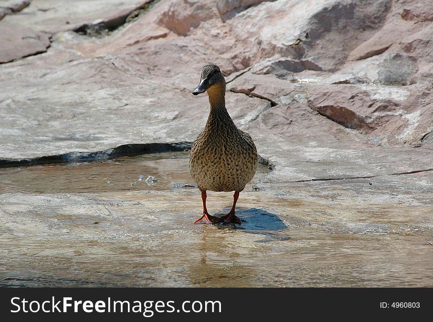 A duckling that reminds me the story of the ugly duckling. A duckling that reminds me the story of the ugly duckling.