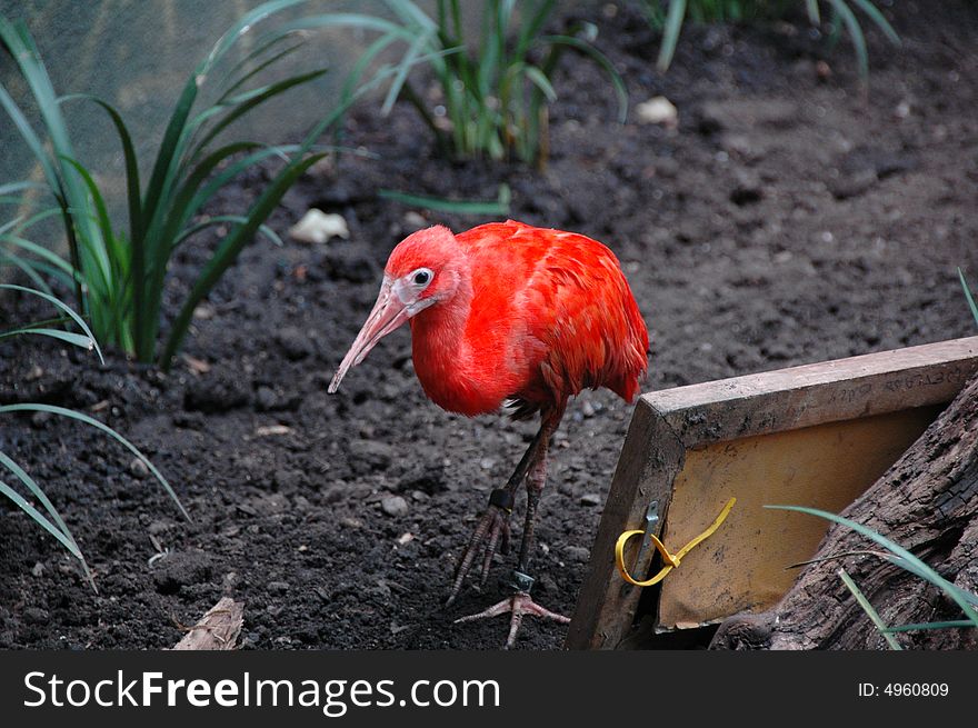 A red hot flamingo in the wild. A red hot flamingo in the wild.