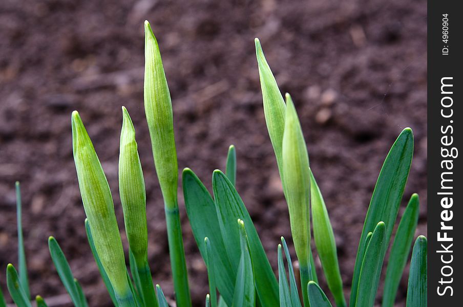 Growing plant emerging after a long winter