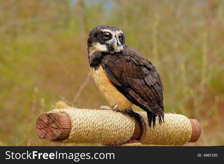 Portrait of spectacled owl  on the log with bush as background