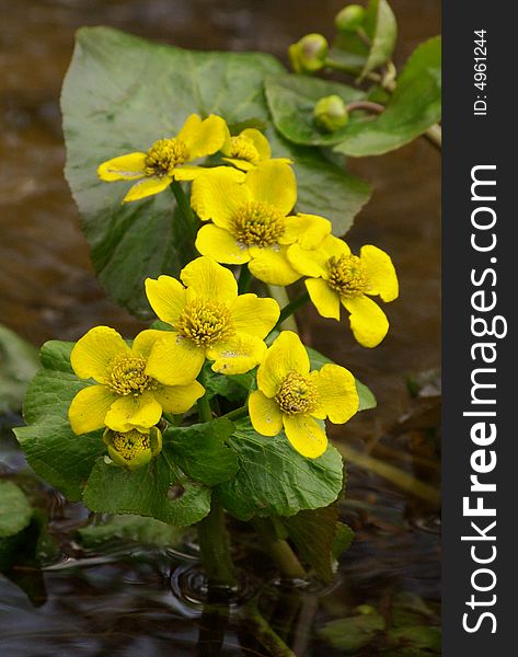 Yellow wild flowers growing in the river with water on ackground.