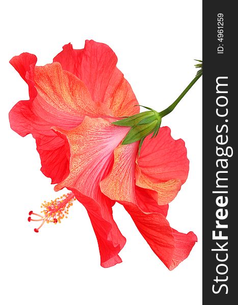 Beautiful red hibiscus isolated on white