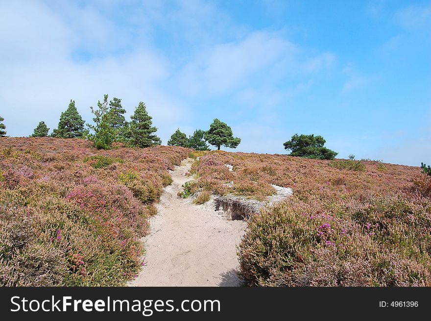 Path Through Heather To The Woods