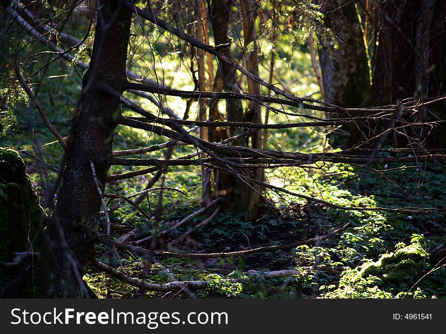 Spring Forest Scene