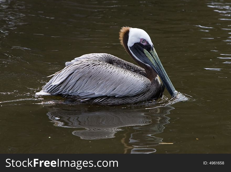 Pelican swimming in the lake looking for fish. Pelican swimming in the lake looking for fish