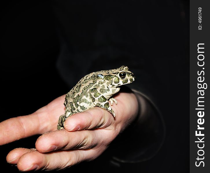 Frog sits on a hand at the man